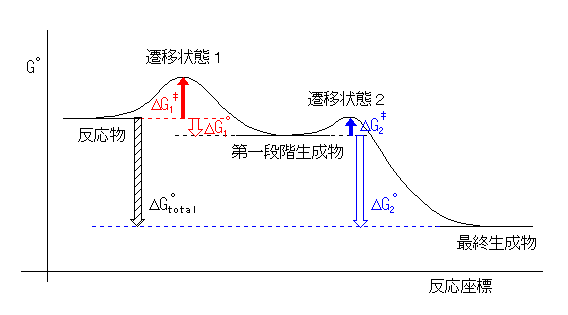 発エルゴン反応